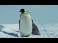 Emperor Penguins in Antarctica