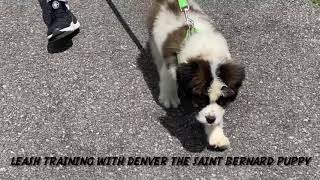 Saint Bernard puppies Leash Training & Exercise Exploration