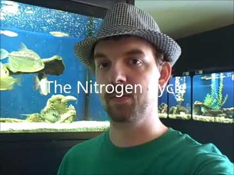 Nitrogen Cycle