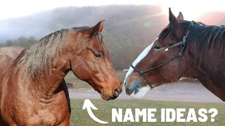 Help Us Name Our New Horse! + Homestead Update