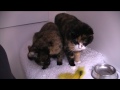 Pixie and Clover are available for rehoming from the blue cross in Northiam