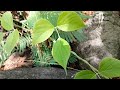 nela gummadi plant నేల గుమ్మడి తీగ