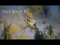Nikon D5   Five inspired cinematic Video photographers