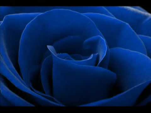 Una rosa per te Video