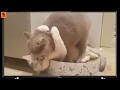 احلى حضن للقطط - Hug between cats