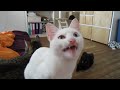 Milla, the Alien Cat