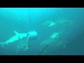 Baited dive on Protea Banks with Zambezi & Oceanic Blacktip sharks and Kingfish Baited dive on Protea Banks with Zambezi & Oceanic Blacktip sharks and Kingfish