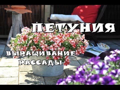 Пошаговое выращивание петуньи Пошаговое выращивание петуньи