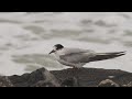 Visdiefje - Sterna hirundo - Common Tern