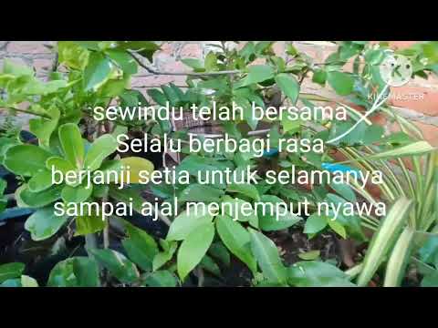HILANG JANJI HILANG SETIA