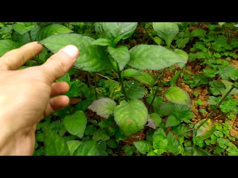 VƯỜN TRỒNG CÂY CƠM NẾP LÁ TRÒN THƠM