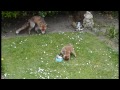 Baby fox cubs feeding May 2013