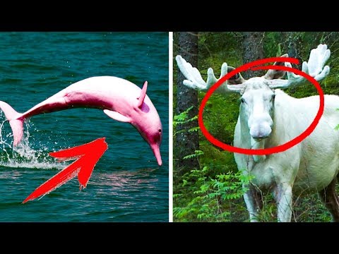 5 САМЫХ РЕДКИХ ЖИВОТНЫХ, СНЯТЫЕ НА ВИДЕО 5 САМЫХ РЕДКИХ ЖИВОТНЫХ, СНЯТЫЕ НА ВИДЕО
