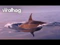Killer whales (orcas) chase our boat near San Diego Bay
