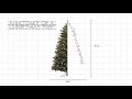 Cumberland Fir