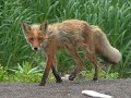 Видео Заповедник ПОРОНАЙСКИЙ & Песня САХАЛИН Олег Колдаев