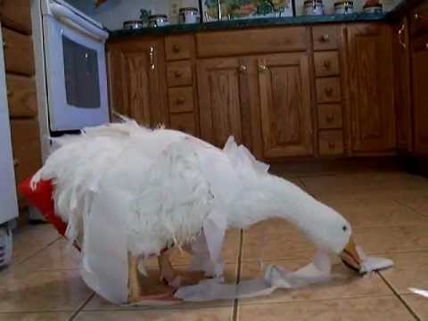 OLIVER INDOOR PET SEBASTOPOL GOOSE PLAYING WITH A ROLL OF TOILET PAPER!!