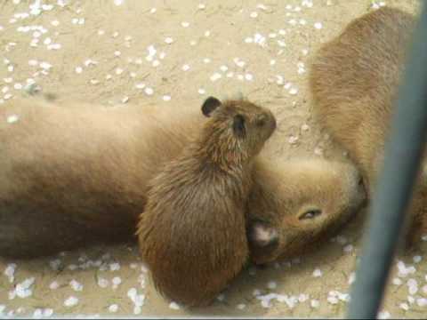 Capybara's Piggyback