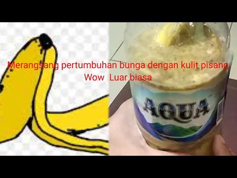 Merangsang pertumbuhan bunga dengan kulit pisang  Wow Luar Biasa
