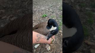 Canada Geese Are The Most Peaceful Birds Prove Me Wrong Pt-10