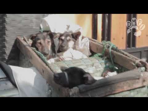 Change For Animals Foundation video channel