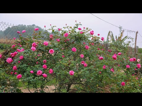 Hoa hồng cổ Sapa và 7 lí do bạn nên sở hữu hoa hồng cổ này