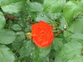A rose in a garden of weeds