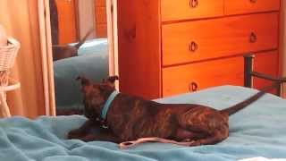 Ruby The 17 Week Staffy Gives Herself A Fright In The Mirror