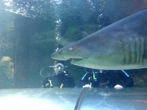 for: shark tank dive 2 two shark tank sharks. for: shark tank dive 2 two