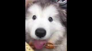 Cutest puppies will melt your heart