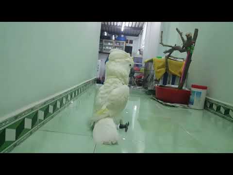 Vẹt siêu quậy