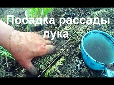Как из овощей вырастить свои семена Как из овощей вырастить свои семена