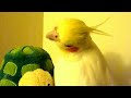 Cockatiel Serenades Turtle (Andy Griffith Theme Song)