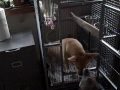 Strange Bird Dog.wmv