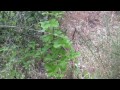2007 - The Early Years - Part 2 of 7