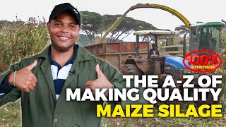Corn Forage Secrets That Will Boost Your Dairy Farming Income In 2024