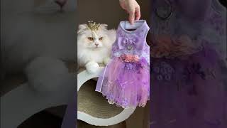 Cute Cat Mini Fashion Dress Designer