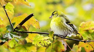 Peaceful Relaxing Instrumental Music, Quiet Meditation, Summer Songs of the Mountains" by Tim Janis