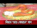 দেশে মিললো বিশ্বের সবচেয়ে বিরল প্রজাতির ‘রেড কোরাল’ সাপ | Rajshahi Rare Snake