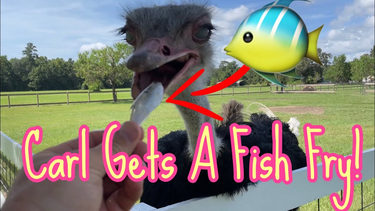 Carl has a fish fry!