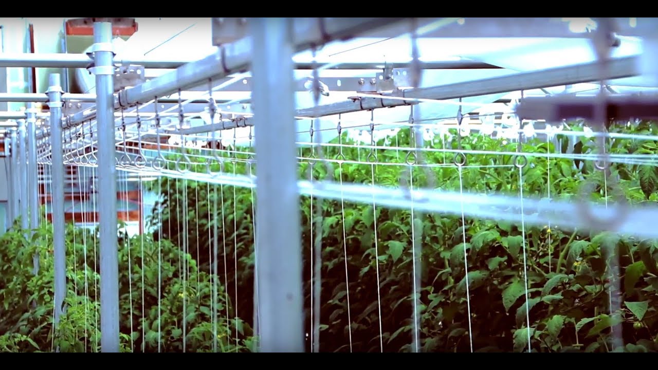 Lean and Lower in Less Than 30 Seconds, Introducing the Summit Trellis System