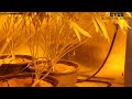Battle of California AN vs CYCO OG Kush Grow Day 13 of Flower