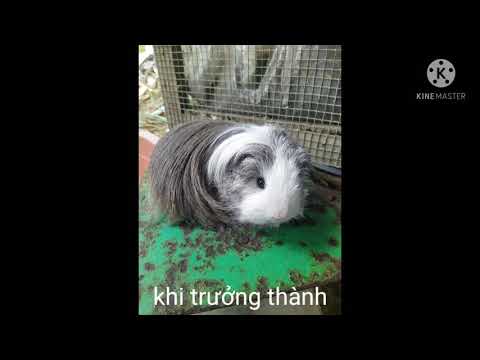 các dòng chuột lang thái và mỹ khi bé và khi trưởng thành