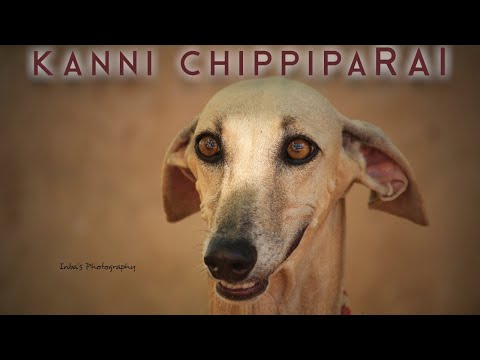 kanni Chippiparai | கன்னி சிப்பிப்பாறை | Storyboard
