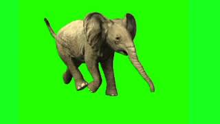 Elephant Running Green Screen Effect Editor G