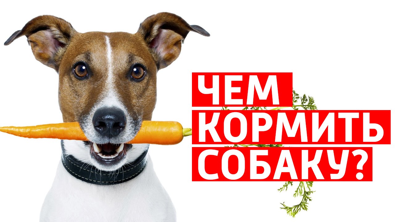 Правильное Питание Собак В Контакте