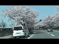 桜並木とニュージーランド村までの桜