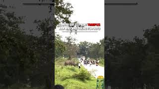 An Elephant Trampled A Man Who Startled It With A Camera Flash