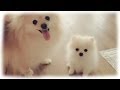 Our tiny white micro / teacup pomeranian puppy