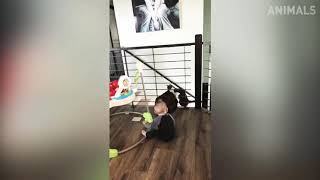 TRY NOT TO LAUGH 2019 | FUNNY CAT COMPILATION | FUNNY ANIMALS VIDEOS